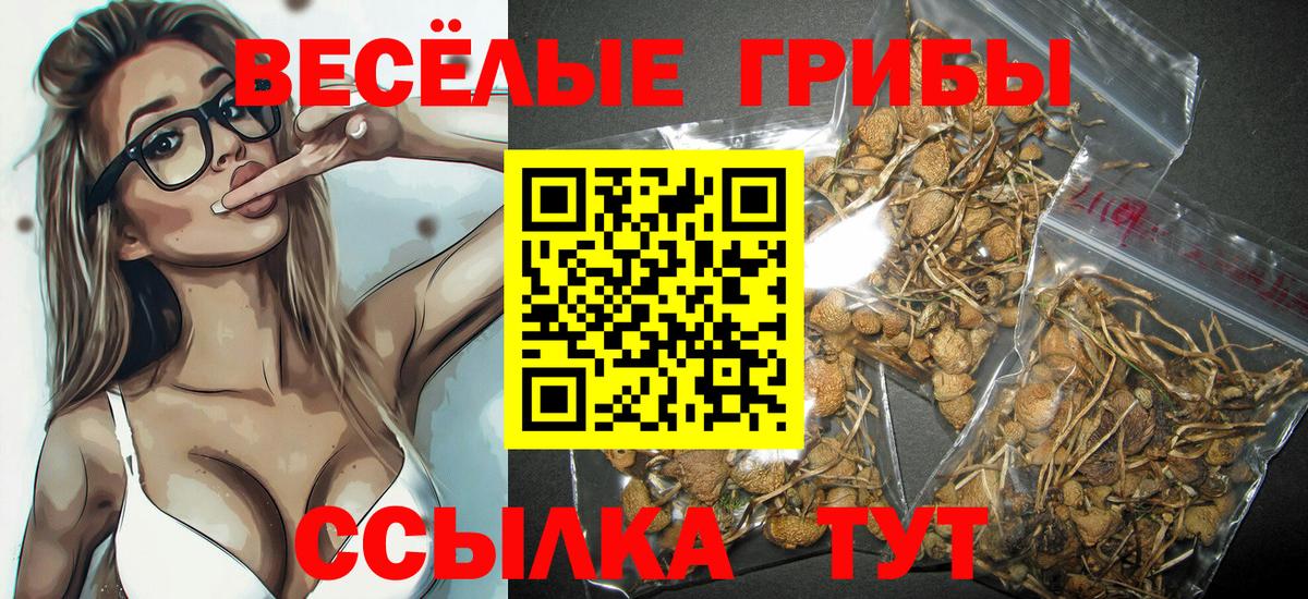 Галлюциногенные грибы Psilocybe Долгопрудный